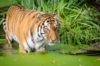 Tiger Walking on Pond Near Plants