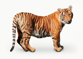 Tiger, wild animal isolated image | Free Photo - rawpixel