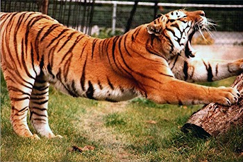 Tiger_Yawn.jpg