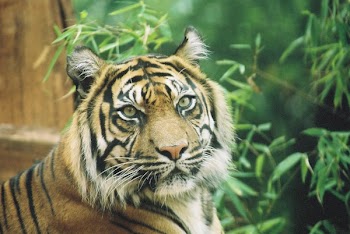 tiger01.JPG