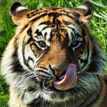 tiger2.jpg