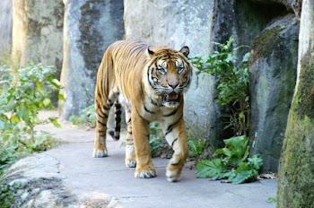 tigerb.JPG
