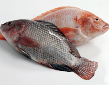 Tilapia | Fish is the Dish