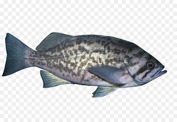 Tilapia Fish products Seafood - Black spotted fish 