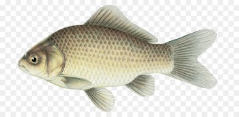 Tilapia Goldfish Common carp Perch - fish 