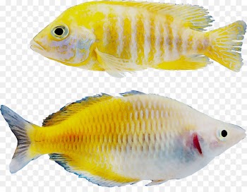 Tilapia Goldfish Freshwater aquarium Marine biology Coral reef fish -  