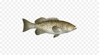 Tilapia Grouper Barramundi Cod Fish - methods harvesting crops 