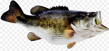 Tilapia Perch Fishing Rods Largemouth bass -  