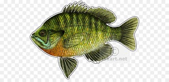 Tilapia Perch Flickr Photograph Bluegill - bluegill streamer 