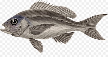 Tilapia Ray-finned fishes Clip art Perch-like fishes European perch - fish 