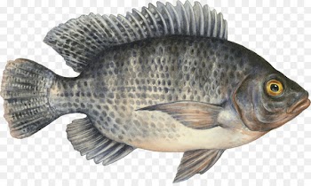 Tilapia Seafood Watch Fish farming - fish 