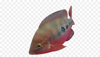 Tilapia - The point of ocean fish 