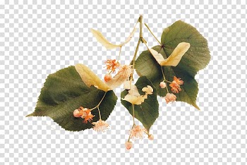Tilia platyphyllos , Leaf transparent background PNG clipart