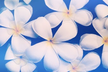 Tilt Lens Photography of White Flowers