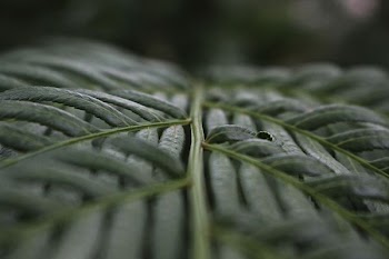 tilt photography of green leafed plants