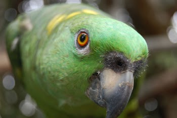 Tilt-shift Lens of Yellow-napped Amazon