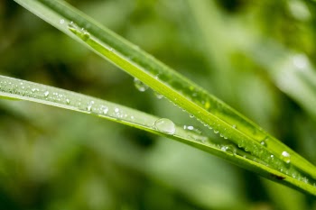 Tilt Shift Lens Photo of Green Leafed Plant