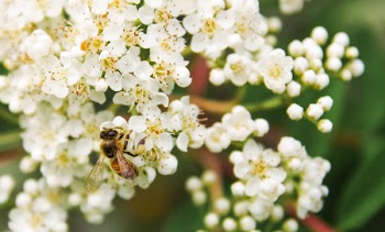 Tilt Shift Lens Photography of Bee on White Flower