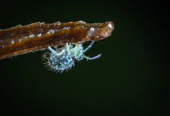 Tilt Shift Lens Photography of Gray Insect