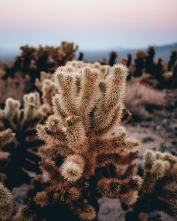 tilt shift lens photography of green cactus