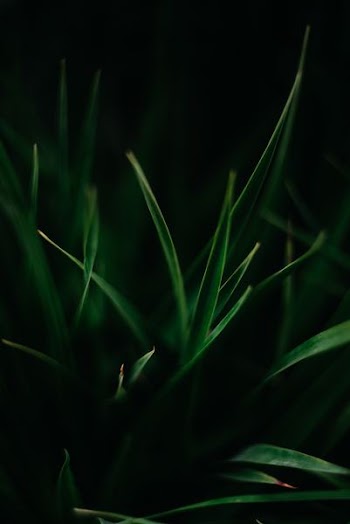 tilt shift lens photography of green plant