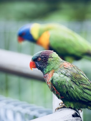 Tilt Shift Lens Photography of Green Short Beak Bird