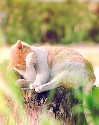 Tilt Shift Lens Photography of Orange Tabby Cat