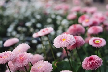 Tilt Shift Lens Photography of Pink Flowers