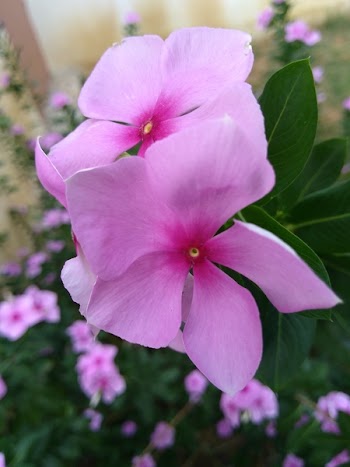 Tilt Shift Lens Photography of Pink Flowers