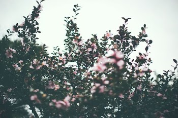 tilt shift lens photography of pink petaled flowers