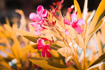 Tilt Shift Lens Photography Of Pink Petaled Flowers