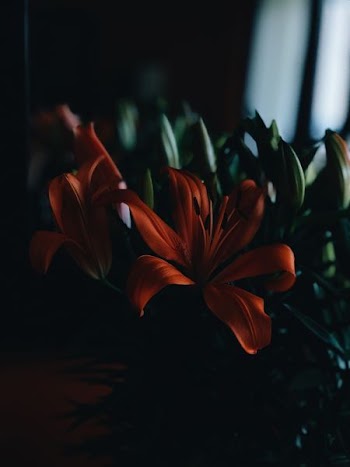 tilt shift lens photography of red flower with green leaf