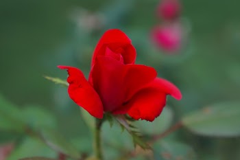 Tilt-shift Lens Photography of Red Rose Flower