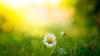 tilt shift lens photography of white flower