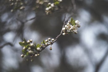 tilt shift lens photography of white flower