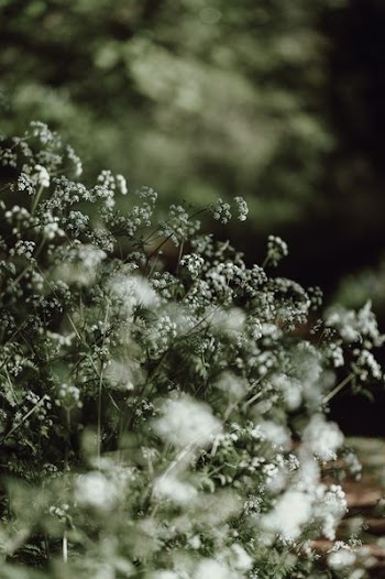 tilt shift lens photography of white flowers