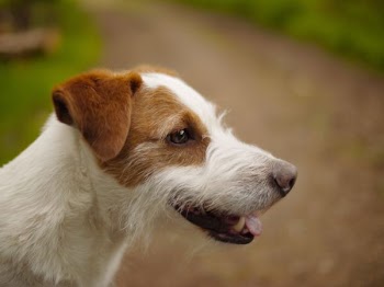 tilt shift lens photography of wired haired Jack Russell terrier