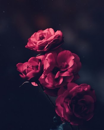 tilt shift lens shot of red flowers