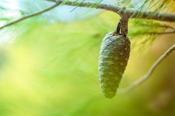 Tilt Shift Photo of Pine Cone