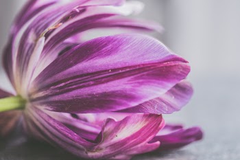 Tilt Shift Photo of Purple Flower