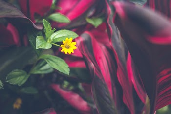 Tilt Shift Photo Of Yellow Flower