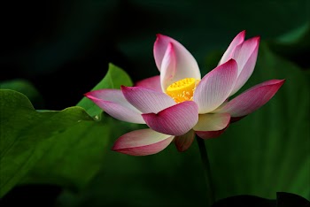 Tilt-shift Photography of Pink and White Flower