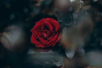 tilt-shift photography of red rose
