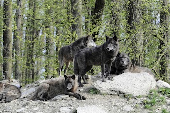Timberwölfe (Canis lupus lycaon) , captive, Baden-Württemberg, Deutschland, Europa