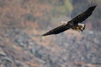 time lapse photo of bald eagle on flight