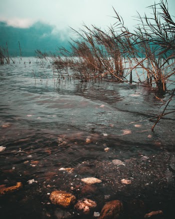 Time Lapse Photo of Brown Grass on Body of Water