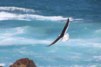 Time Lapse Photo of Soaring Bird Above the Sea