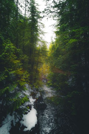 time-lapse photo of water flowing between tall trees