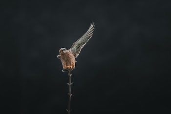 Time Lapse Photography of Bird Perching on a Plant