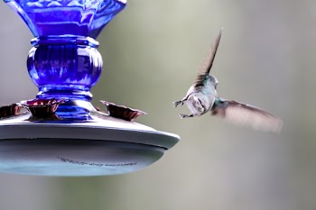Time Lapse Photography of Hummingbird Flying